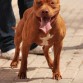 Zeron´s Pit Bull Aker!!!